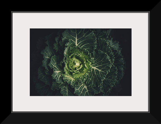 "Close Up of a Cabbage"