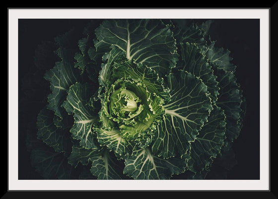 "Close Up of a Cabbage"