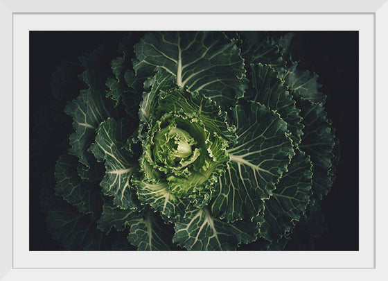 "Close Up of a Cabbage"