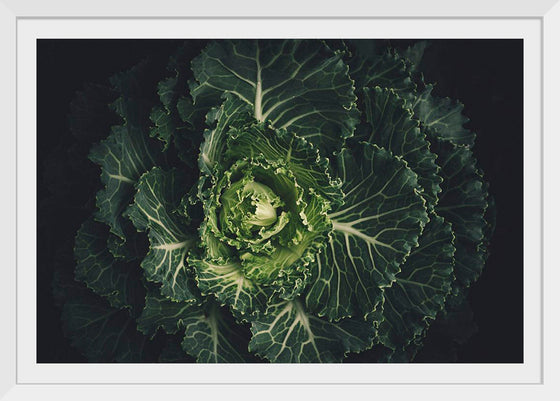"Close Up of a Cabbage"