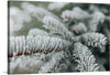 Immerse yourself in the serene beauty of winter with this exquisite print. Each detail, from the delicate frost kissing the pine needles to the soft, muted tones of a world at rest, invites a moment of peaceful reflection. The intricate dance between nature’s elegance and the silent strength of winter is captured with grace and precision - a testament to the artistry that transforms an ordinary scene into a sanctuary of tranquil splendor. 