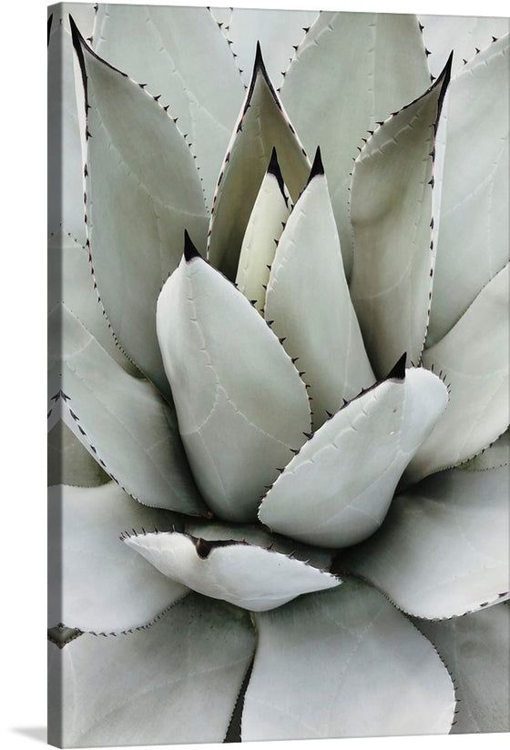 This stunning close-up photograph of a succulent captures the beauty and otherworldliness of these fascinating plants. The succulent is shown in all its fleshy glory, with its plump leaves, vibrant colors, and intricate textures.