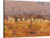 Immerse yourself in the serene landscapes of Namibia with this exquisite print capturing a herd of zebras gracefully standing amidst the golden grassy plains, bathed in the warm embrace of the setting sun. Each stripe and gaze is rendered with meticulous detail, offering a glimpse into the untamed elegance and majesty of these iconic creatures. 