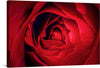 Dive into the mesmerizing depths of “Close Up of Red Rose Petals,” a print capturing the intricate elegance of a blooming rose. Each petal, painted with nature’s brush, dances between shades of passionate red and profound maroon, inviting viewers into a world where beauty and mystery intertwine. This artwork promises more than visual allure; it’s an intimate journey into the heart of nature’s most iconic symbol of love.