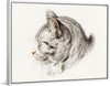 "Sketch of a Cat (1813)", Jean Bernard