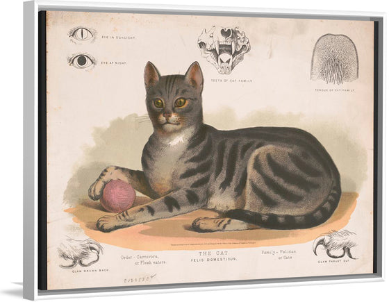 "The Cat - Felis Domesticus"