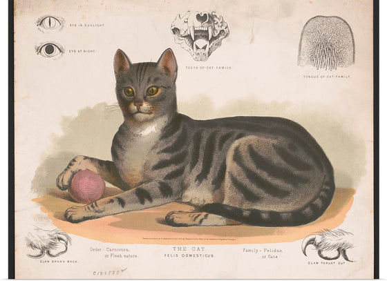 "The Cat - Felis Domesticus"