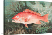  Samuel Kilbourne’s “Northern Red Snapper chromolithograph” is a stunning tribute to the intricate beauty of marine life. The artwork features a detailed illustration of a Northern Red Snapper fish swimming amidst underwater flora. The fish is prominently featured in the center, with a bright red body and scales meticulously illustrated to showcase its texture.