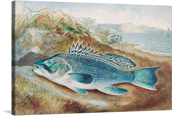 “The Sea Bass” is a chromolithograph created by the American artist Samuel A. Kilbourne. This artwork is part of his series titled “Game Fishes of the United States”, which was published between 1878 and 1881. Kilbourne masterfully combined his talents in landscape painting and fish painting to create a series of spectacular images.
