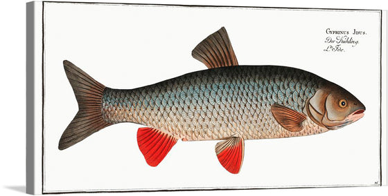 Dive into the depths of natural beauty with this exquisite print of a meticulously illustrated fish, known as “Cyprinus Idus”. Every scale, every hue, and every curve is captured with an artist’s precision, bringing the aquatic world into your living space. The vibrant red fins contrast beautifully against the intricate pattern of scales, offering a visual feast that is both elegant and invigorating.