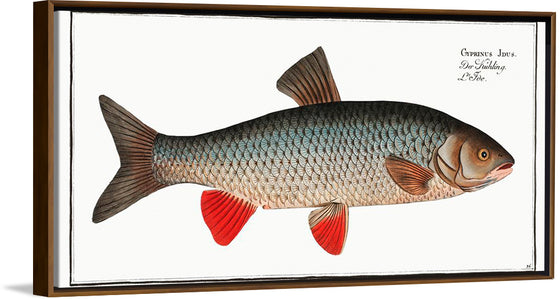 "Idus-Carp (Cyprinus Idus) from Ichtylogie, ou Histoire naturelle: génerale et particuliére des poissons", Marcus Elieser Bloch