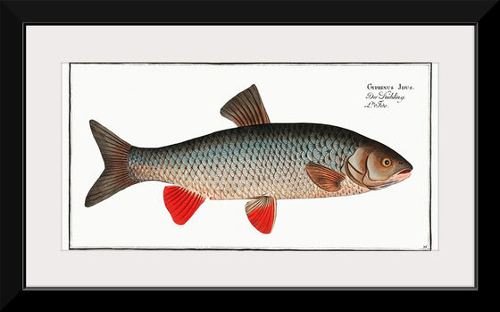 "Idus-Carp (Cyprinus Idus) from Ichtylogie, ou Histoire naturelle: génerale et particuliére des poissons", Marcus Elieser Bloch