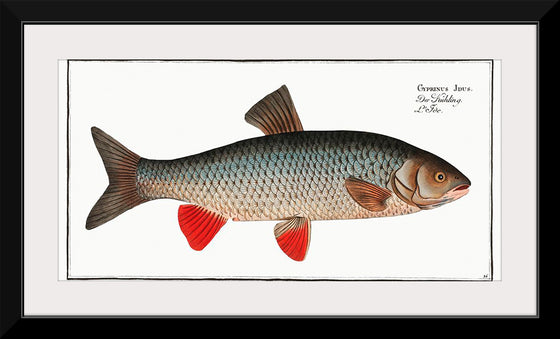 "Idus-Carp (Cyprinus Idus) from Ichtylogie, ou Histoire naturelle: génerale et particuliére des poissons", Marcus Elieser Bloch