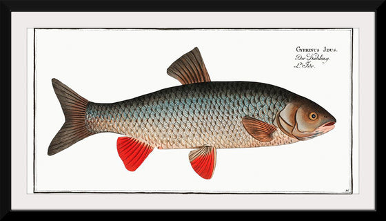 "Idus-Carp (Cyprinus Idus) from Ichtylogie, ou Histoire naturelle: génerale et particuliére des poissons", Marcus Elieser Bloch