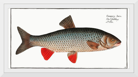 "Idus-Carp (Cyprinus Idus) from Ichtylogie, ou Histoire naturelle: génerale et particuliére des poissons", Marcus Elieser Bloch