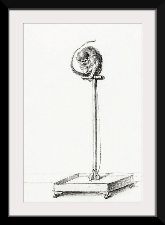"Little Monkey Sitting on a Pole (1775-1883)", Jean Bernard