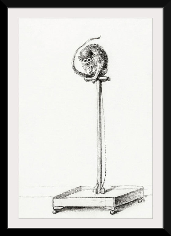 "Little Monkey Sitting on a Pole (1775-1883)", Jean Bernard