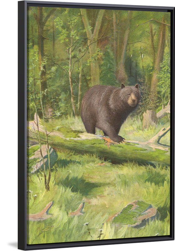 "Adirondack Black Bear", Oliver Kemp