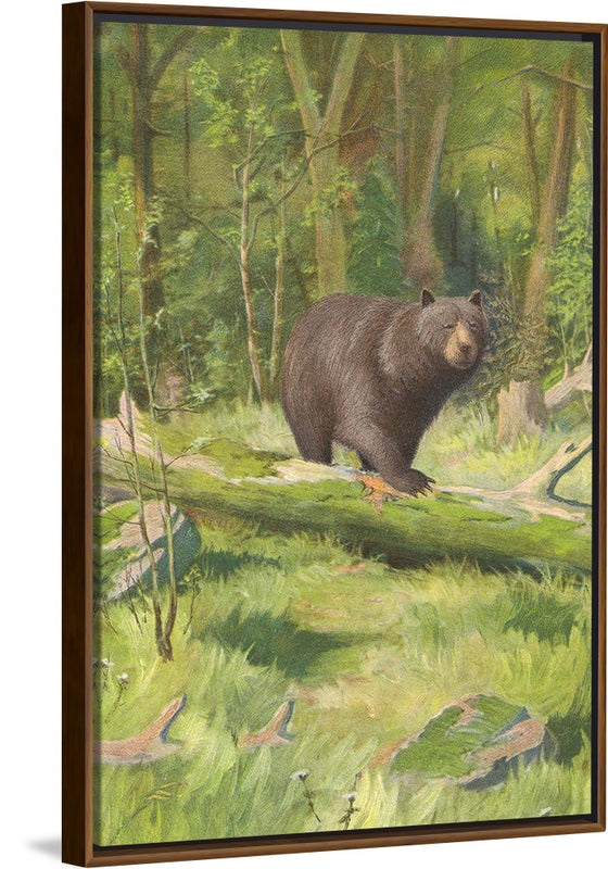 "Adirondack Black Bear", Oliver Kemp