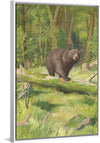 "Adirondack Black Bear", Oliver Kemp