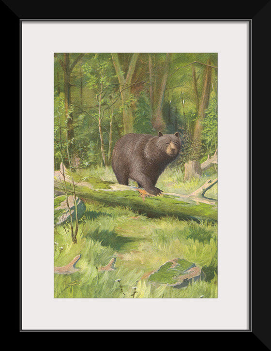 "Adirondack Black Bear", Oliver Kemp