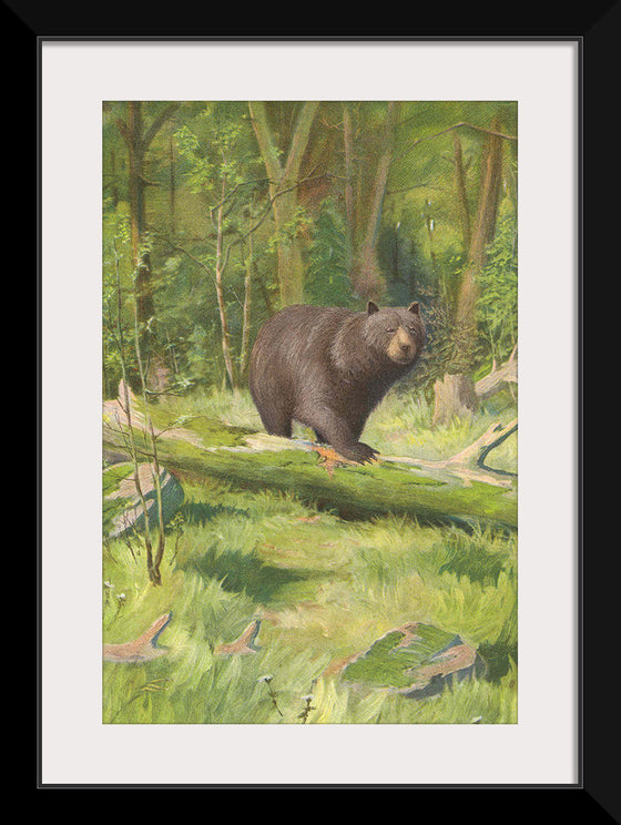 "Adirondack Black Bear", Oliver Kemp