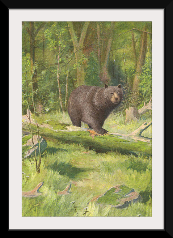 "Adirondack Black Bear", Oliver Kemp