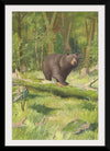 "Adirondack Black Bear", Oliver Kemp