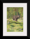 "Adirondack Black Bear", Oliver Kemp
