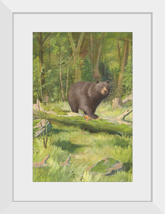 "Adirondack Black Bear", Oliver Kemp