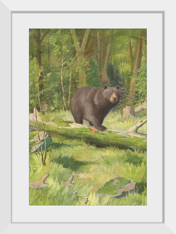 "Adirondack Black Bear", Oliver Kemp