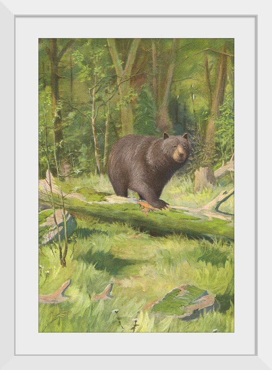 "Adirondack Black Bear", Oliver Kemp