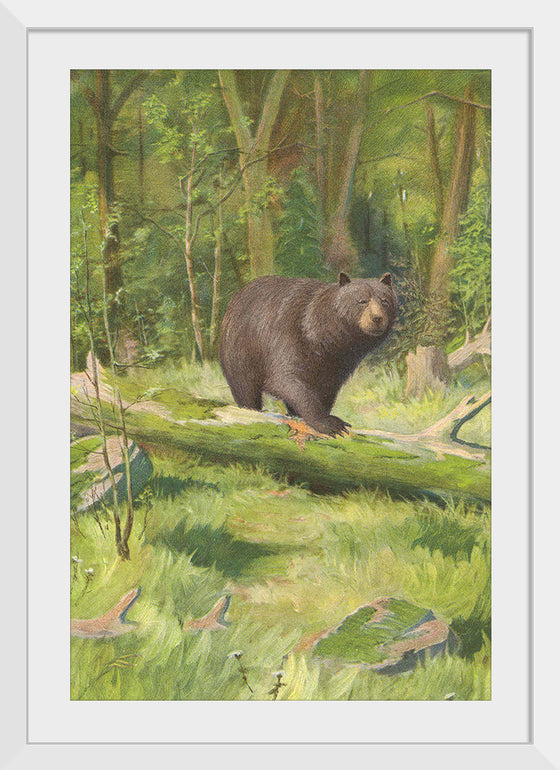 "Adirondack Black Bear", Oliver Kemp