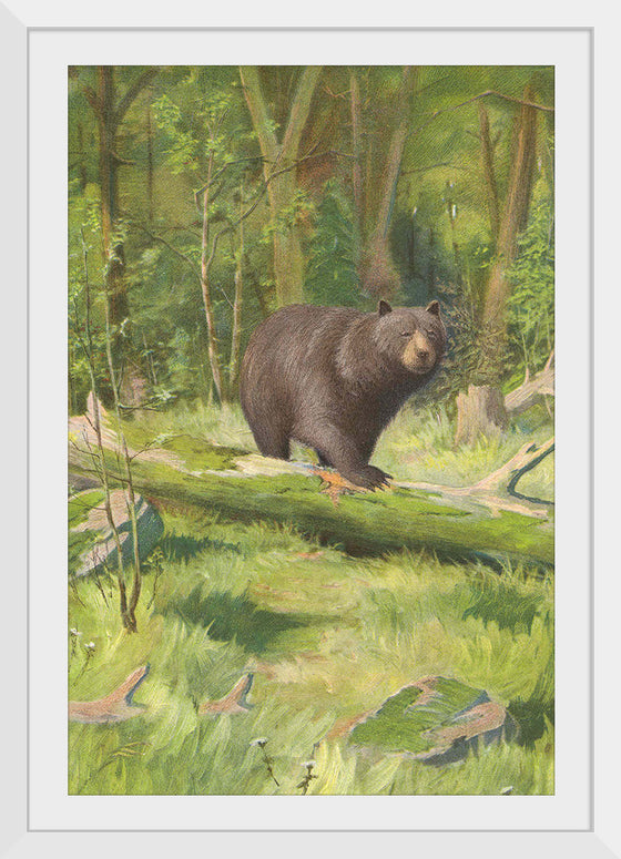 "Adirondack Black Bear", Oliver Kemp