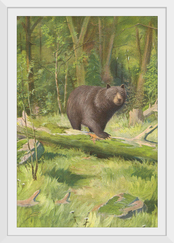 "Adirondack Black Bear", Oliver Kemp