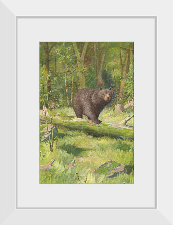 "Adirondack Black Bear", Oliver Kemp