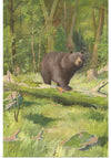 "Adirondack Black Bear", Oliver Kemp