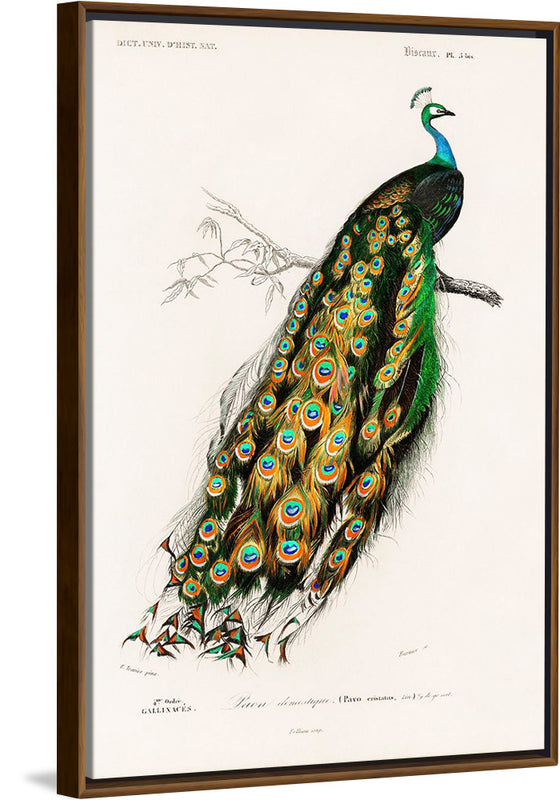 "Indian Peafowl (1806-1876)", Charles Dessalines D' Orbigny