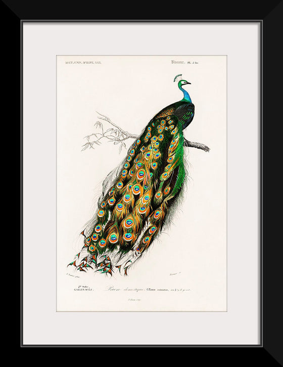 "Indian Peafowl (1806-1876)", Charles Dessalines D' Orbigny