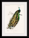 "Indian Peafowl (1806-1876)", Charles Dessalines D' Orbigny