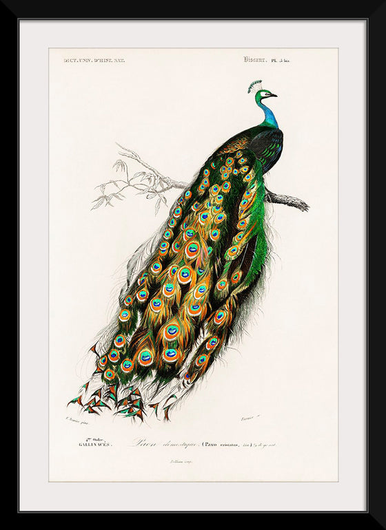 "Indian Peafowl (1806-1876)", Charles Dessalines D' Orbigny