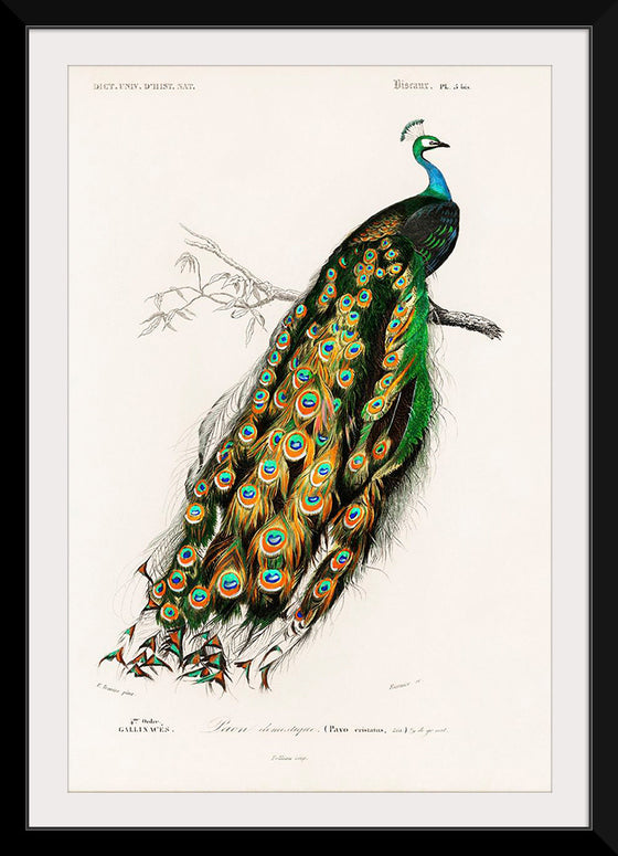 "Indian Peafowl (1806-1876)", Charles Dessalines D' Orbigny