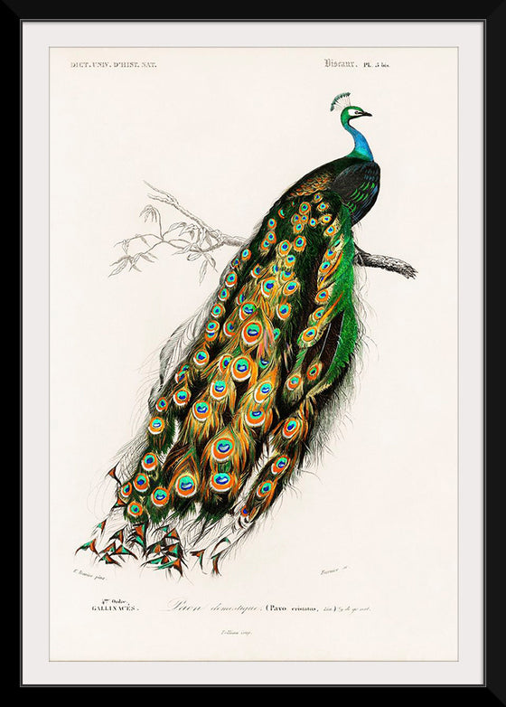 "Indian Peafowl (1806-1876)", Charles Dessalines D' Orbigny