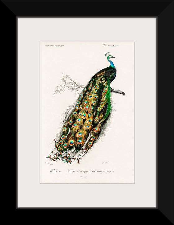 "Indian Peafowl (1806-1876)", Charles Dessalines D' Orbigny