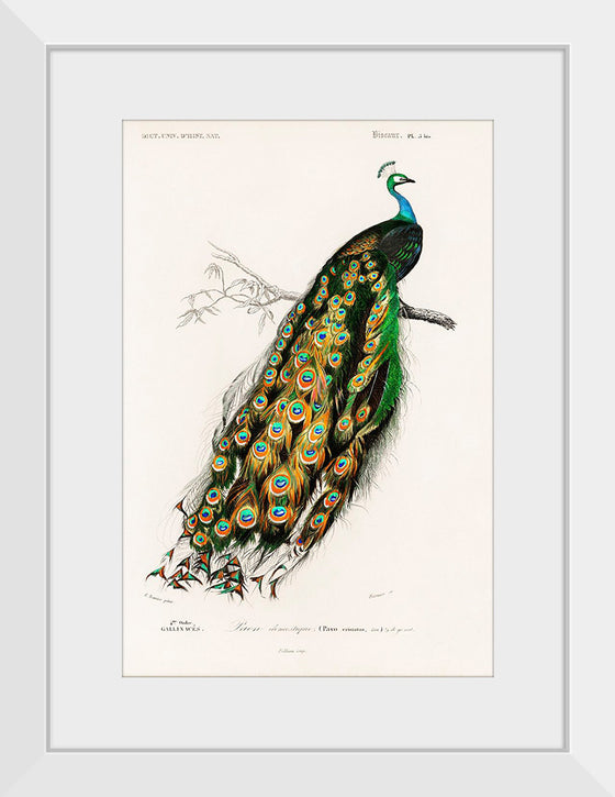 "Indian Peafowl (1806-1876)", Charles Dessalines D' Orbigny