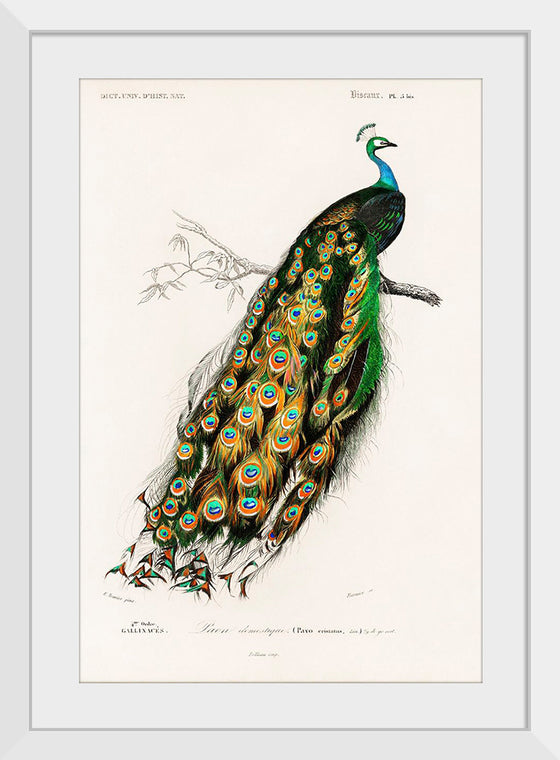 "Indian Peafowl (1806-1876)", Charles Dessalines D' Orbigny