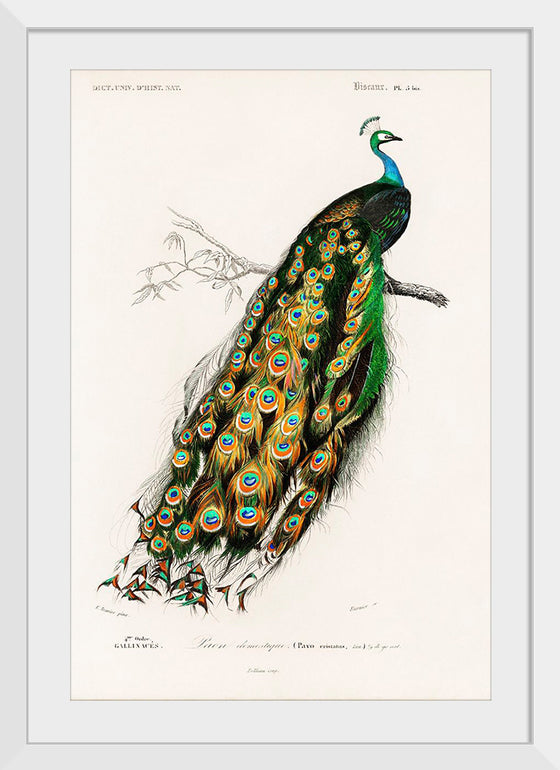 "Indian Peafowl (1806-1876)", Charles Dessalines D' Orbigny