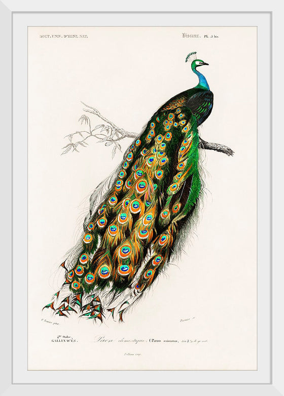 "Indian Peafowl (1806-1876)", Charles Dessalines D' Orbigny