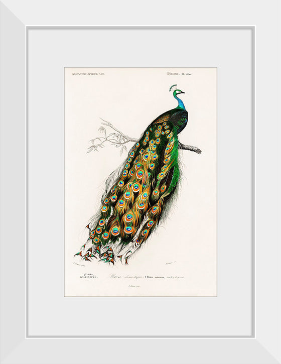 "Indian Peafowl (1806-1876)", Charles Dessalines D' Orbigny