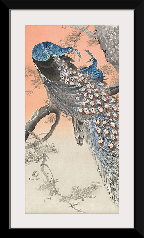 "Two Peacocks on Tree Branch (1806-1876)", Charles Dessalines D' Orbigny